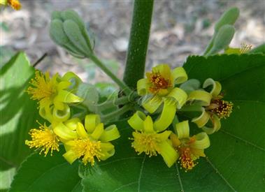  Inflorescence